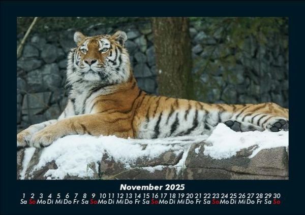Produktbild: Tiger 2025 Fotokalender DIN A5