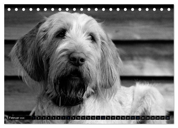 Produktbild: Carissimo Spinone Italiano (Tischkalender 2026 DIN A5 quer), CALVENDO Monatskalender