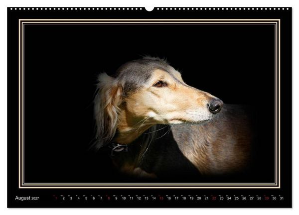 Produktbild: Saluki 2027 (hochwertiger Premium Wandkalender 2027 DIN A2 quer), Kunstdruck in Hochglanz