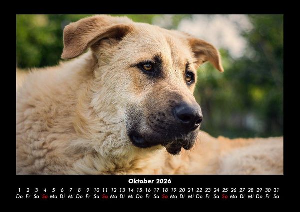 Produktbild: Hunde 2026 Fotokalender DIN A3