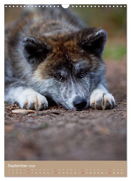 Produktbild: Hundekinder (Wandkalender 2026 DIN A3 hoch), CALVENDO Monatskalender