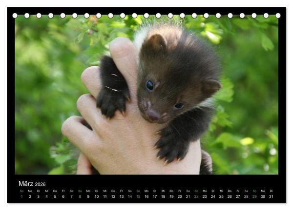 Produktbild: Marderkinder (Tischkalender 2026 DIN A5 quer), CALVENDO Monatskalender