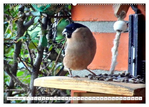 Produktbild: Herr und Frau Gimpel - Stammg&auml;ste im Garten (Wandkalender 2026 DIN A2 quer), CALVENDO Monatskalender
