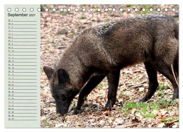 Produktbild: Im Rudel Zuhause - Der Wolf (Tischkalender 2027 DIN A5 quer), CALVENDO Monatskalender