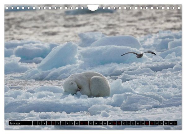 Produktbild: Impressions of Svalbard (Wall Calendar 2026 DIN A4 landscape), CALVENDO 12 Month Wall Calendar