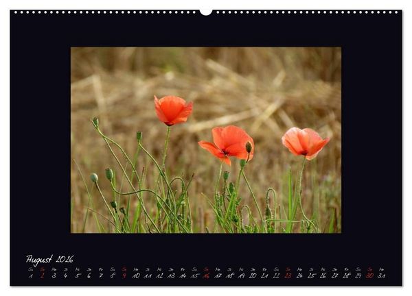 Produktbild: MOHNographie (hochwertiger Premium Wandkalender 2026 DIN A2 quer), Kunstdruck in Hochglanz