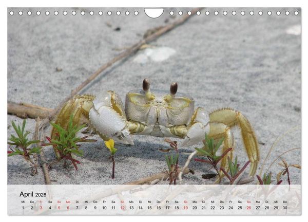 Produktbild: Krabben. Lustige Aliens (Wandkalender 2026 DIN A4 quer), CALVENDO Monatskalender