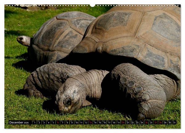 Produktbild: Turtles and Tortoises - Armored pacifists (High Quality Premium Wall Calendar 2026 DIN A2 landscape),CALVENDO 12 Month Wall Calendar