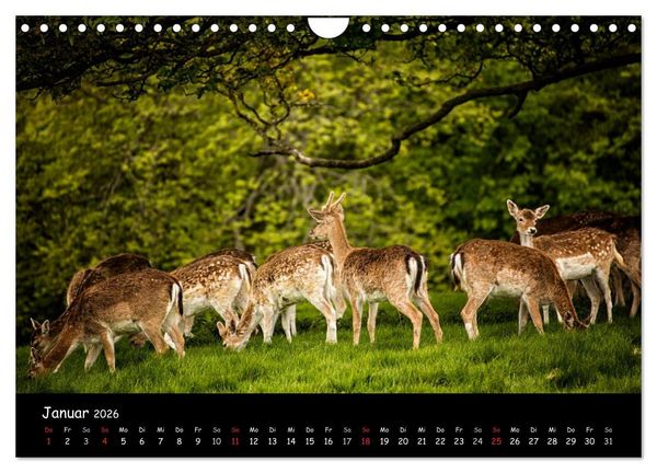 Produktbild: Rehe und Hirsche in freier Natur (Wandkalender 2026 DIN A4 quer), CALVENDO Monatskalender