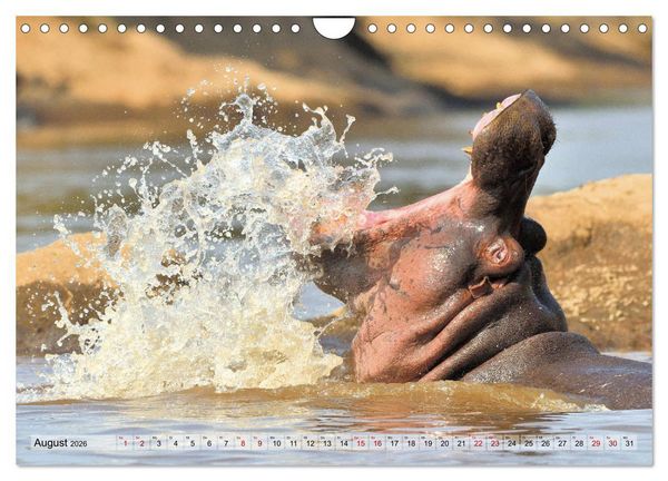Produktbild: Faszination Afrika: Flusspferde (Wandkalender 2026 DIN A4 quer), CALVENDO Monatskalender