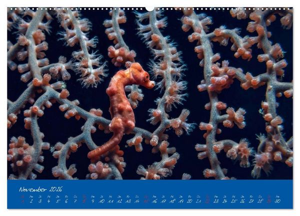 Produktbild: Meer sehen - Abenteuer Tauchen (Wandkalender 2026 DIN A2 quer), CALVENDO Monatskalender