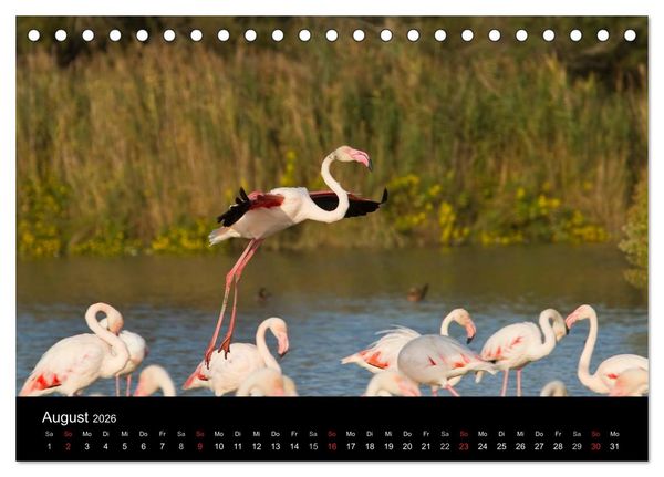 Produktbild: Flamingos der Camargue 2026 (Tischkalender 2026 DIN A5 quer), CALVENDO Monatskalender