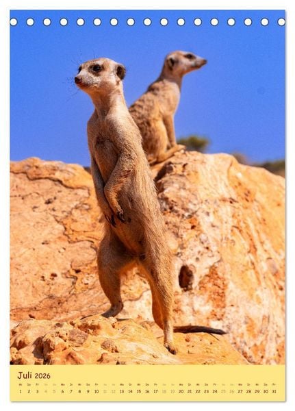 Produktbild: Erdm&auml;nnchen - Eine Kolonie in der Kalahari (Tischkalender 2026 DIN A5 hoch), CALVENDO Monatskalender