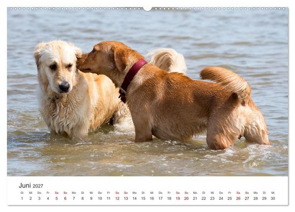 Produktbild: Freunde auf vier Pfoten am Strand (hochwertiger Premium Wandkalender 2027 DIN A2 quer), Kunstdruck in Hochglanz