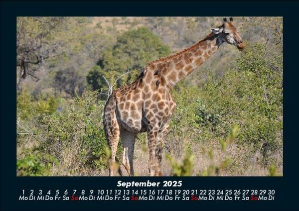 Produktbild: Giraffen 2025 Fotokalender DIN A5
