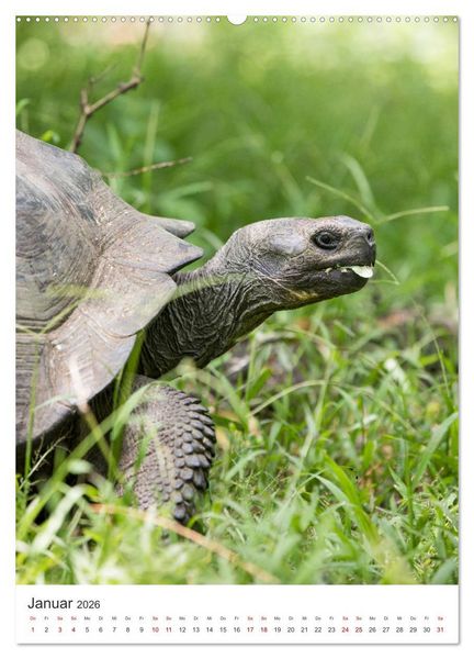 Produktbild: Galapagos - Atemberaubende Tierwelt (Wandkalender 2026 DIN A2 hoch), CALVENDO Monatskalender