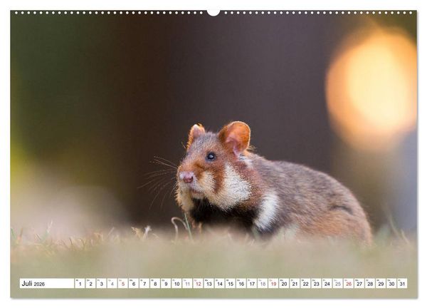 Produktbild: Herzige Feldhamster - farbenfrohe Nagetiere im st&auml;dtischen Lebensraum (hochwertiger Premium Wandkalender 2026 DIN A2 quer), Kunstdruck in Hochglanz
