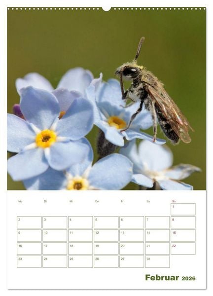 Produktbild: Wildbienen-Terminplaner 2026 (Wandkalender 2026 DIN A2 hoch), CALVENDO Monatskalender