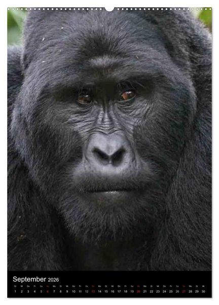 Produktbild: Gorillas (Wandkalender 2026 DIN A2 hoch), CALVENDO Monatskalender