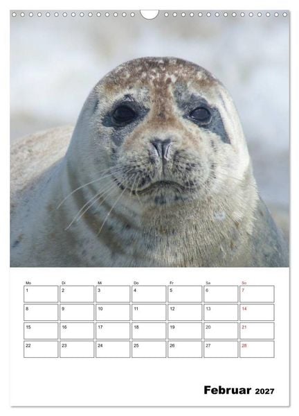 Produktbild: Liebenswerte Robben (Wandkalender 2027 DIN A3 hoch), CALVENDO Monatskalender