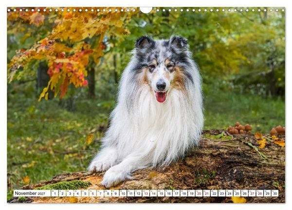 Produktbild: Traumhund Collie - Mein bester Freund (Wandkalender 2027 DIN A3 quer), CALVENDO Monatskalender