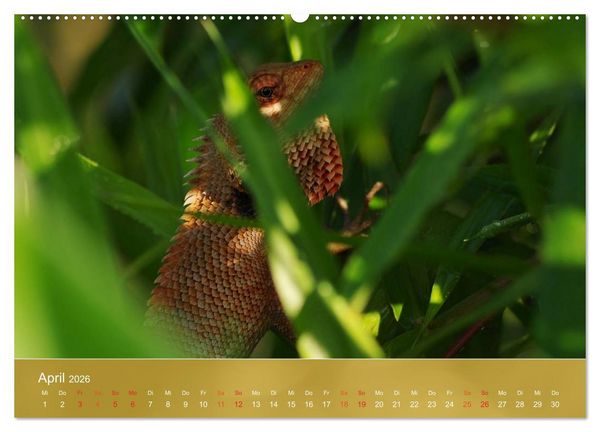 Produktbild: Agamen - Echsen aus der Urzeit (hochwertiger Premium Wandkalender 2026 DIN A2 quer), Kunstdruck in Hochglanz