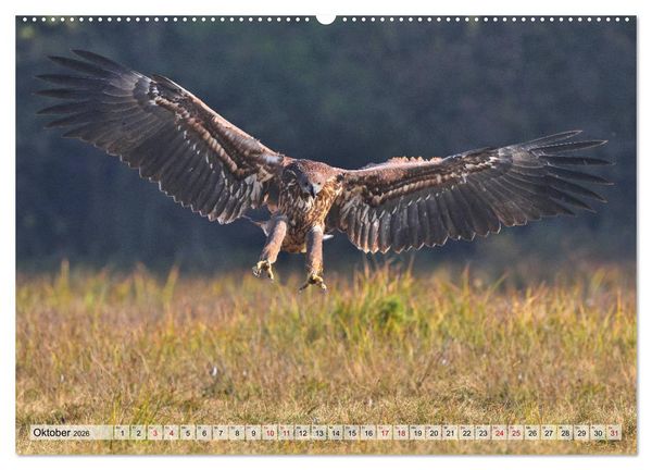 Produktbild: Majest&auml;tische Seeadler (Wandkalender 2026 DIN A2 quer), CALVENDO Monatskalender