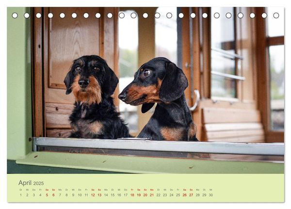 Dackel unterwegs (Tischkalender 2025 DIN A5 quer), CALVENDO Monatskalender