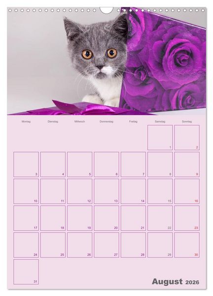 Produktbild: Britisch Kurzhaar Katzen - Planer (Wandkalender 2026 DIN A3 hoch), CALVENDO Monatskalender