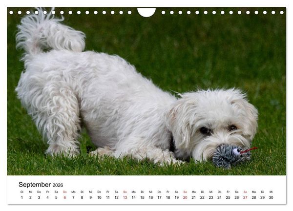 Produktbild: Moritz, der freche Malteser (Wandkalender 2026 DIN A4 quer), CALVENDO Monatskalender