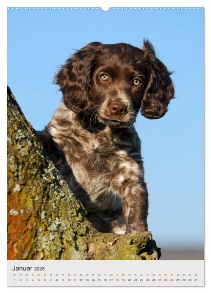 Produktbild: Hundewelpen (hochwertiger Premium Wandkalender 2026 DIN A2 hoch), Kunstdruck in Hochglanz