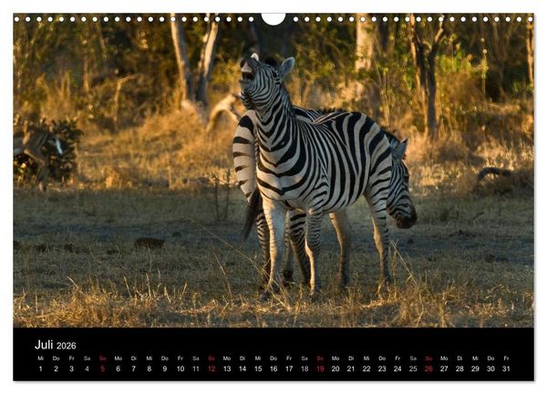 Produktbild: Zebras - Faszination der Streifen (Wandkalender 2026 DIN A3 quer), CALVENDO Monatskalender