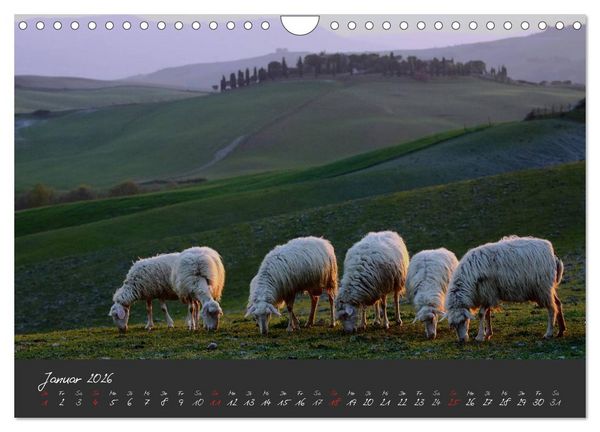Produktbild: Licht der Toscana (Wandkalender 2026 DIN A4 quer), CALVENDO Monatskalender
