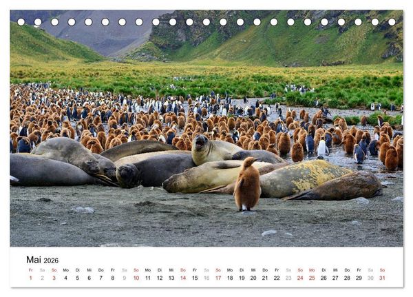Produktbild: Im Reich der Pinguine (Tischkalender 2026 DIN A5 quer), CALVENDO Monatskalender