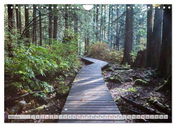 Produktbild: W&auml;lder der Welt (Wandkalender 2026 DIN A4 quer), CALVENDO Monatskalender