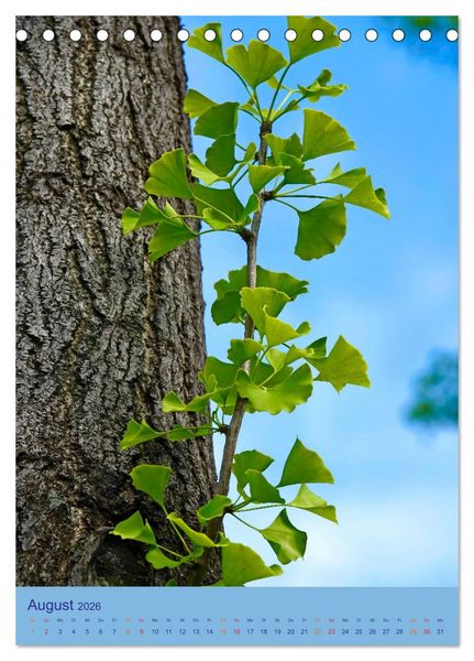 Produktbild: Ginkgo (Tischkalender 2026 DIN A5 hoch), CALVENDO Monatskalender