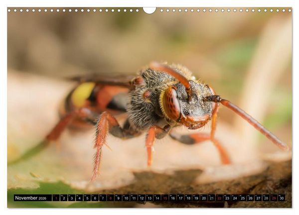 Produktbild: Kleine Wesen &ndash; Makroaufnahmen von einheimischen Insekten (Wandkalender 2026 DIN A3 quer), CALVENDO Monatskalender