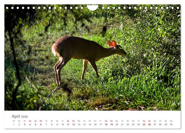 Produktbild: Faszinierendes Argentinien (Wandkalender 2026 DIN A4 quer), CALVENDO Monatskalender