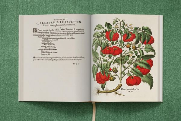 Produktbild: Basilius Besler. The Garden at Eichst&auml;tt