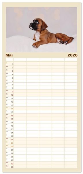 Produktbild: Familienplaner 2026 - Boxer Welpen einfach zuckers&uuml;&szlig; mit 5 Spalten (Wandkalender, 21 x 45 cm) CALVENDO