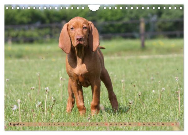 Produktbild: Magyar Vizsla - Vielseitiger Jagdhund mit Familienanschluss (Wandkalender 2026 DIN A4 quer), CALVENDO Monatskalender