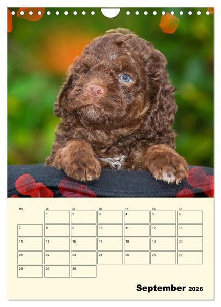 Produktbild: Jahresplaner Lagotto Romagnolo Welpen (Wandkalender 2026 DIN A4 hoch), CALVENDO Monatskalender
