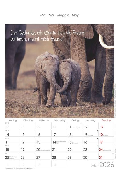 Produktbild: Kleine Freunde 2026 - Bildkalender 23,7x34 cm - Kalender mit Platz für Notizen - mit vielen Zusatzinformationen - Wandkalender - Alpha Edition