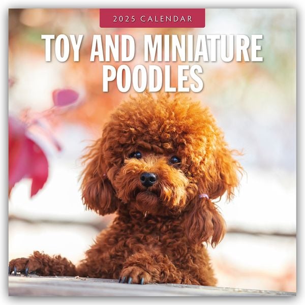 Toy and Miniature Poodles – Zwergpudel 2025 – 16-Monatskalender