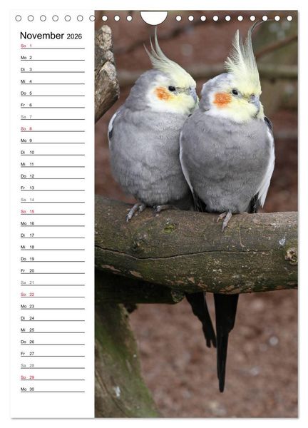 Produktbild: Der Nymphensittich-Terminplaner (Wandkalender 2026 DIN A4 hoch), CALVENDO Monatskalender
