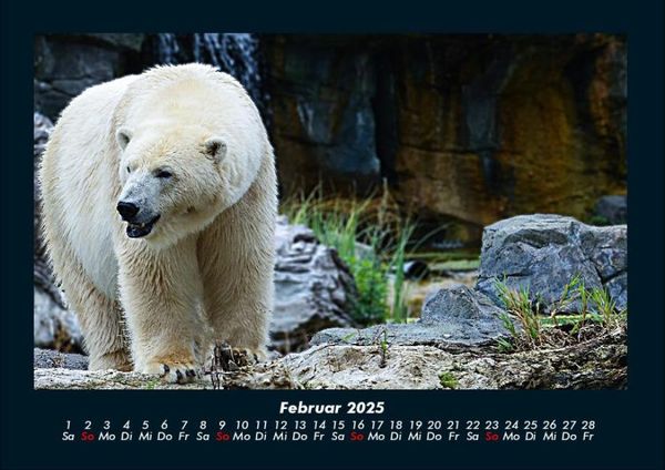 Produktbild: Pinguine & Eisb&auml;ren 2025 Fotokalender DIN A4