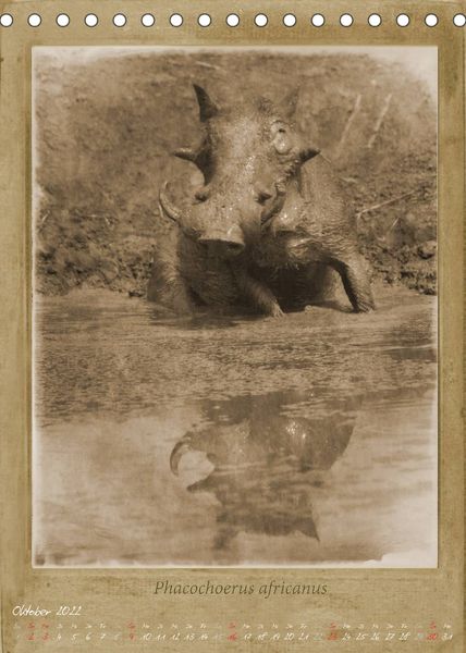 Produktbild: Schmidbauer, H: Haia Safari nostalgische Impressionen (Tisch