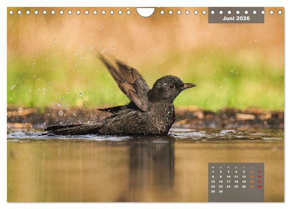 Produktbild: SINGV&Ouml;GEL - Die pr&auml;chtigen S&auml;nger in sch&ouml;nem Ambiente (Wandkalender 2026 DIN A4 quer), CALVENDO Monatskalender
