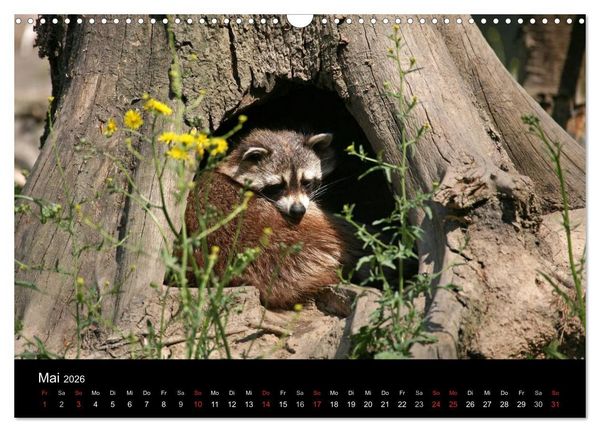 Produktbild: Waschb&auml;ren (Wandkalender 2026 DIN A3 quer), CALVENDO Monatskalender
