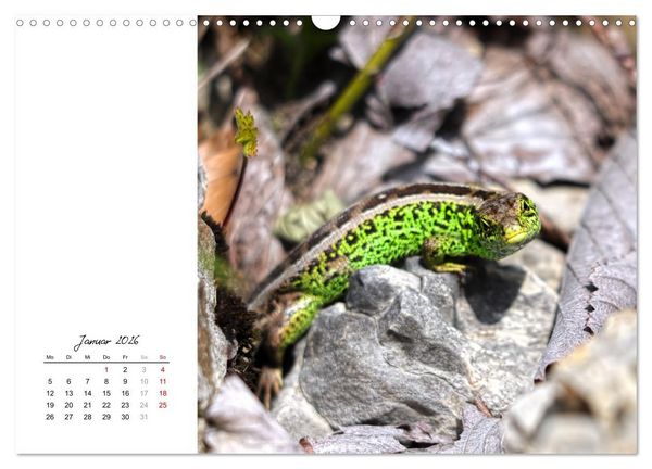 Produktbild: Eidechsen, flinke R&auml;uber (Wandkalender 2026 DIN A3 quer), CALVENDO Monatskalender